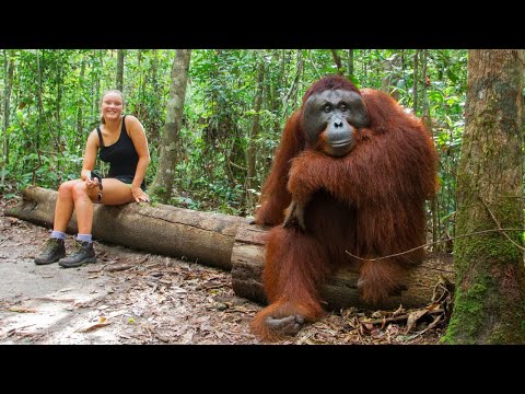 The World's Most Intelligent Monkey of 2026 So Far π Funny Animal Videos!