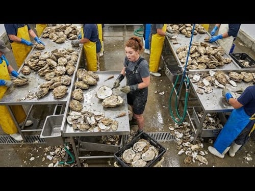 Inside the Largest Oyster Processing Facility – 10,000 Oysters Shucked Daily