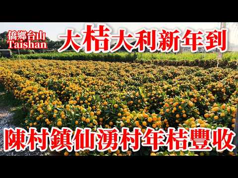 Chencun Town, Shunde, Guangdong, the hometown of Chinese tangerines, has a bumper harvest of tang...