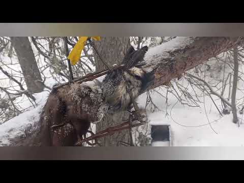 19 to 29 Martens Checking the trapline Ep 5