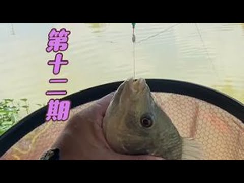 巴掌非连竿,又是爆护的一天!#汉鼎一号六代 #汉鼎真材实料放心入 #鸣笛 #鱼获满满