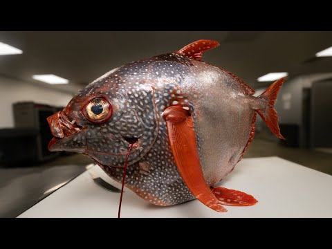 This Fish Should Not Have Been Caught!