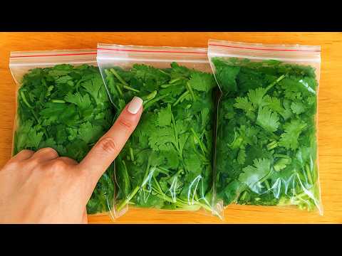 How to Preserve Cilantro for 1 YEAR – No Spoilage, No Freezer Needed!|Clever Tricks