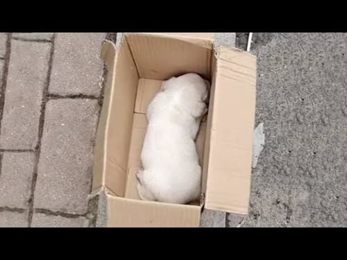 Lying trembling in a paper box, a 3-week-old puppy was crying and calling for his mother
