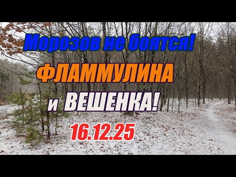 December mushrooms. Frost-proof! Flammulina and oyster mushrooms! 12/16/25