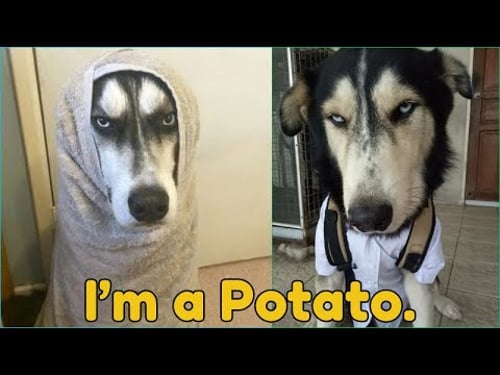 If Drama and Chaos Had Fur… It’d Be Huskies