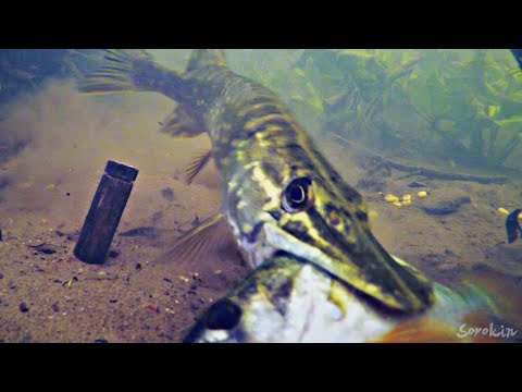 A PIKE ATTACKS A PERCH THAT TOOK A WORM! Underwater footage