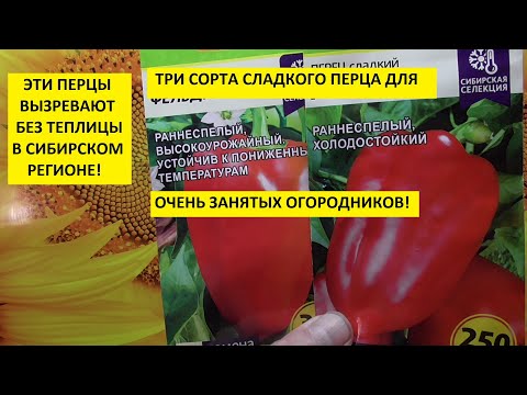 Самые неприхотливые сорта сладкого перца! 3 сорта перца, которым не нужны теплицы!