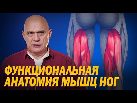How are the leg muscles structured and what are they responsible for? Functional anatomy of the l...