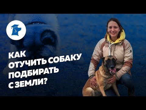 Как отучить собаку подбирать с земли