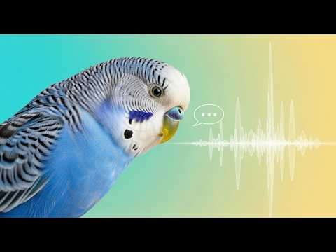 Делай ЭТО и твой попугай ЗАГОВОРИТ!