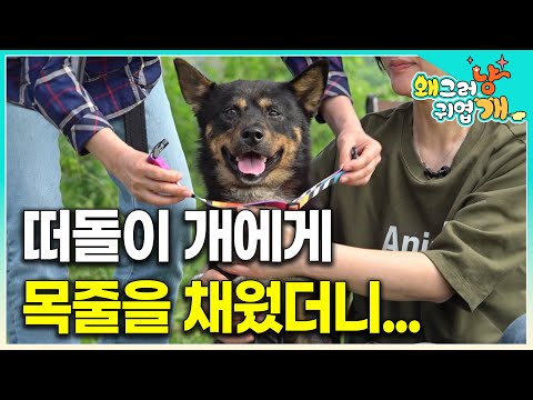 길 위에서 2년 반, 무언가를 기다리는 듯 길 위에서 살던 강아지에게 목줄을 채워보았다.|#왜그러냥귀엽개
