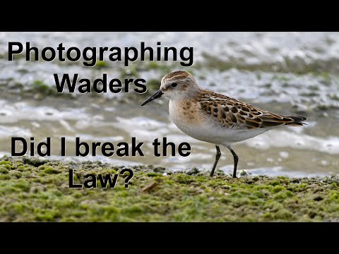 When is bird photography illegal? Did I break the law?