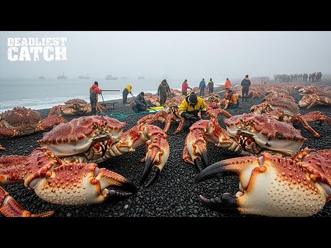 Tasmanian Giant Crab vs King Crab: 40 Tons, $10 Million, and a Battle for the Ocean’s Throne