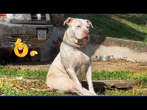You Will Die Laughing At These Dogs ๐น๐ถ The Funniest Dog Moments Compilation ๐พ