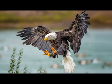 HIGH-SPEED HUNTERS | Tracking Bald Eagles On The Waterfowl Flyways | Wild America