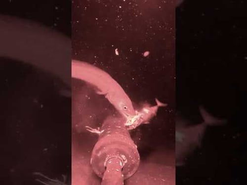 I found a deep sea creature no one knew lived in the Bali Sea