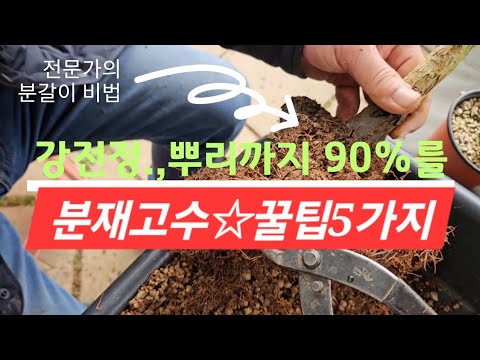 Master the art of repotting a bonsai! This one video is all you need. #bonsaitraining #bonsai #re...