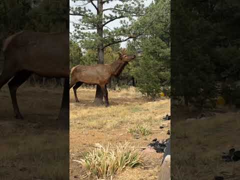 Caught on Camera! An Elk Crashes our Film Set