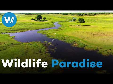 The Okavango River, a wildlife paradise with unparalleled and rebellious biodiversity
