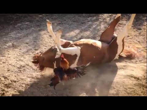 COCKEREL IN ACTION! The daring owner of the yard, who attacks everyone and even TRAINS HORSES!