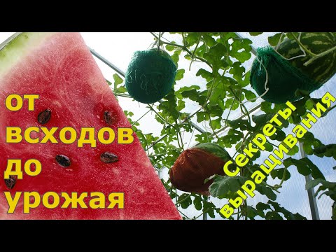 Growing Watermelon from A to Z