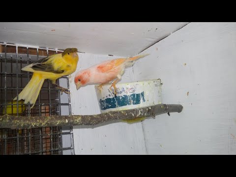 Canaries, when they start their second clutch. Eggs again!