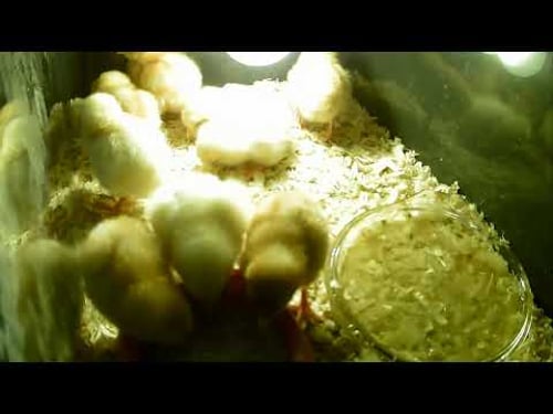 Outwood Academy Hindley: Science Live Stream