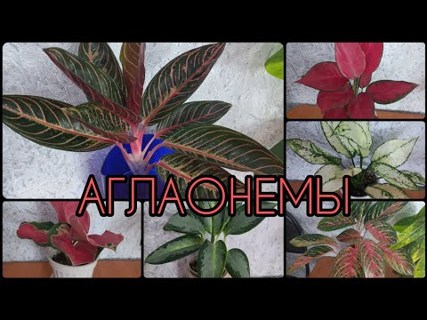 АГЛАОНЕМЫ🌱Особенности сортов🌸Обзор🌱Просперити🌸Уши слона🌱Ред стар🌸Пинк Валентин🌱Суматра🌸Кокомелон...