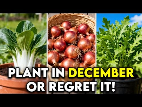 25 High-Yield December Crops You Need to Plant Right Now