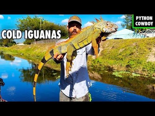 The Truth About Cold Iguanas In Florida