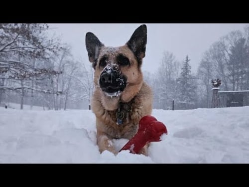 Your Snow Photos | Historic Triad Snow