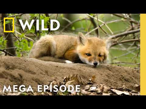 America the Beautiful: Landscape of Spectacle | MEGA EPISODE | Nat Geo Animals