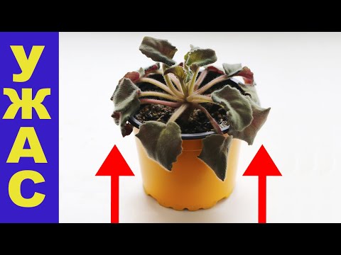 THE WORST MISTAKE OF A VIOLET GROWER! NEVER ALLOW THIS! WE ARE URGENTLY RESUSCITATING THE VIOLET