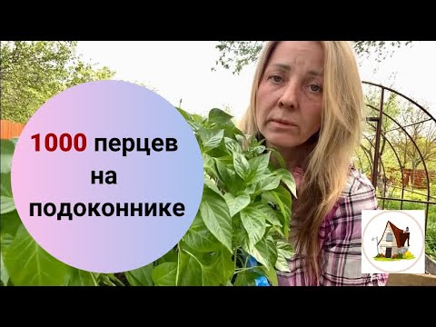2. Сею перцы в голубые ящики. Рассада на продажу 2024.