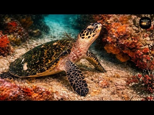 The Subtle Perils That Outwit Nature’s Greatest Survivors.