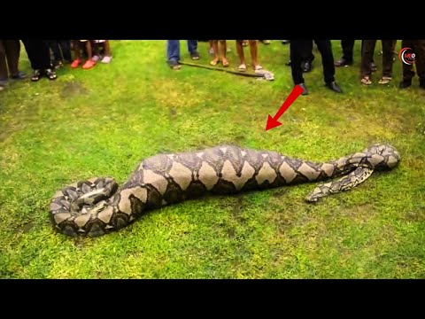 If You're Afraid of Snakes, DON'T Watch This Video!