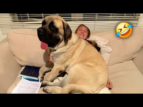 When Your Giant Dog Thinks He’s a Little Baby 😂 Funny Dog Videos