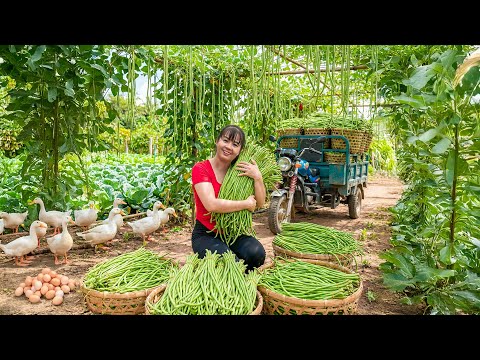TIMELAPSE -- From Abundant Harvests Long Green Beans to Cozy Meals & Memories in My Little Garden