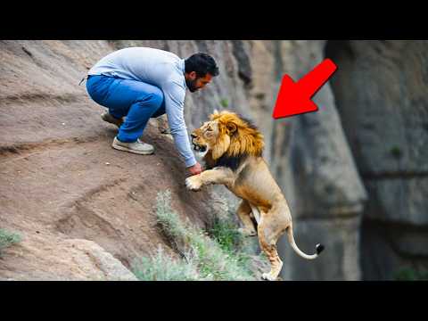 ANIMALES QUE PIDIERON AYUDA A LAS PERSONAS