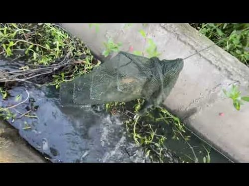 昨天带35条网,轮胎干坏,还没下完网,难受😣。 #真实户外 #今天的收获 #野生黄鳝 #我的乡村生活 #户外抓黄鳝