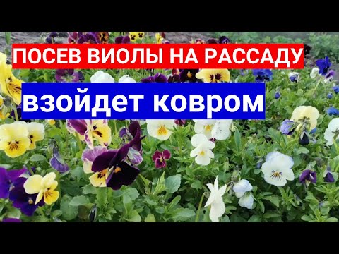 ПОСЕВ ВИОЛЫ НА РАССАДУ - ВЗОЙДЕТ КОВРОМ! ЗАПРАВЛЯЕМ СЫТНО ГРУНТ!
