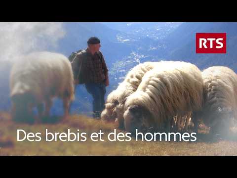 Bergers en Valais, ils introduisent une race de brebis béarnaises dans les Alpes suisses