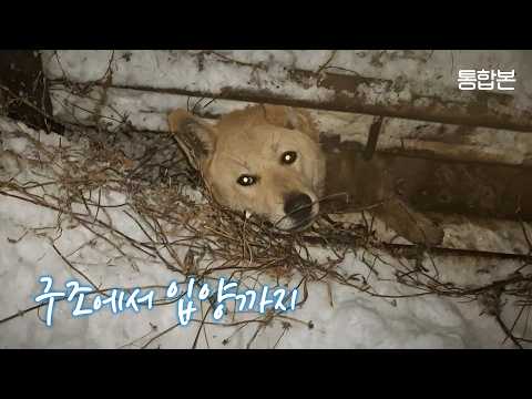 "This dog is frozen and can't move..." A dog rescued from heavy snow experiences an incredible mi...