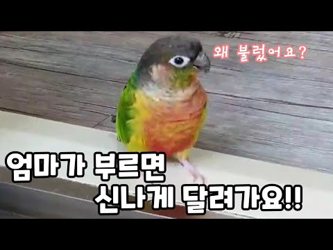 목욕하라고 부르는 엄마와 담이의 반응?? #코뉴어앵무새#