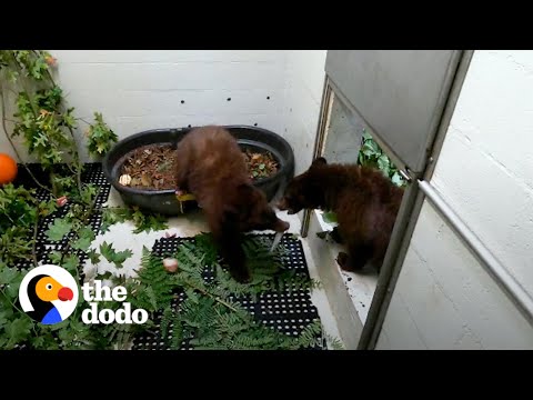 Bear Cub Brothers Separated For Months Can't Stop Hugging Each Other | The Dodo Saving The Wild