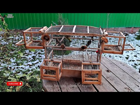 Ловушка манит птиц, смотрим диких птиц. Видео охота. Субтитры.