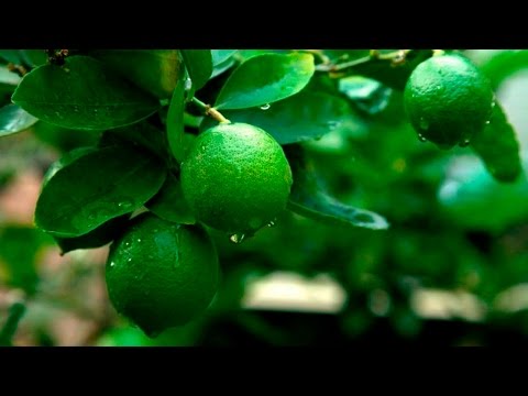 Дачники 16 11 16 2 я часть Лимоны, лаймы, мандарины, урожай на подоконнике