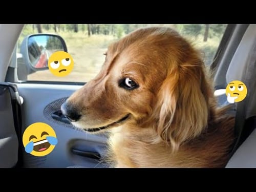 I dare you not to LAUGH at these FUNNY DOGS 😁🦮 - Best Funny Animals Videos 2025 #229