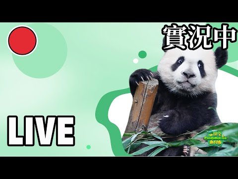 Live now: Newborn baby pandas’ group debut | iPanda